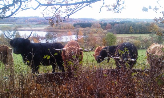 Our highland cattle